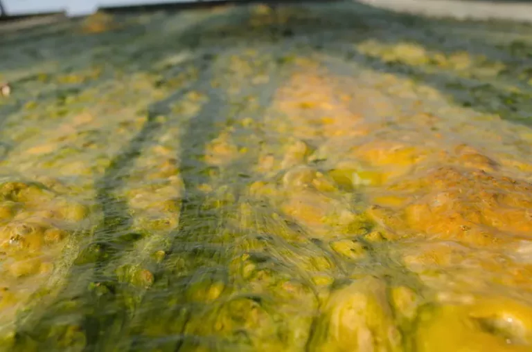 Culture des algues